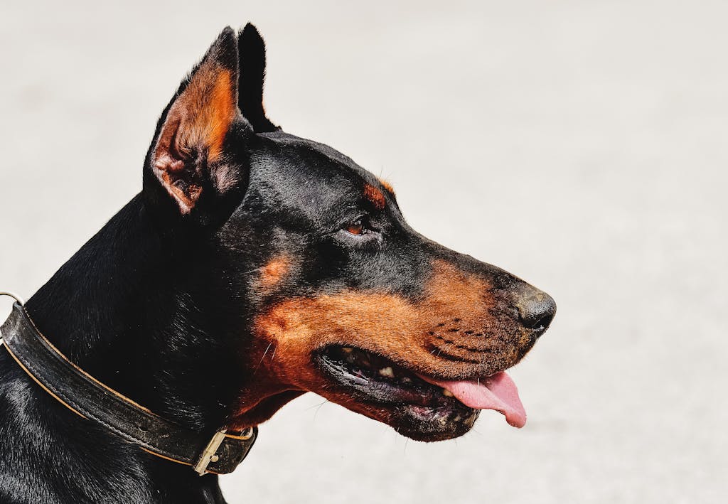 A detailed close-up of a Doberman dog with a focus on its face and collar.