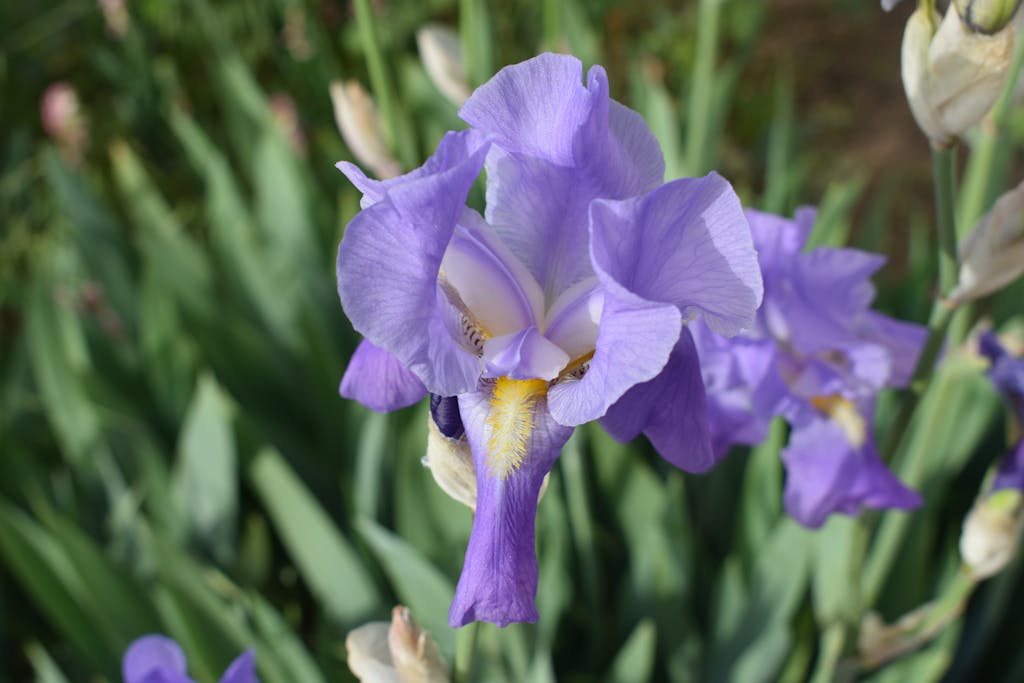 Plant Any of These 10 Plants and Your Garden is Doomed 1 A detailed close-up of a vibrant purple iris flower in full bloom during spring.