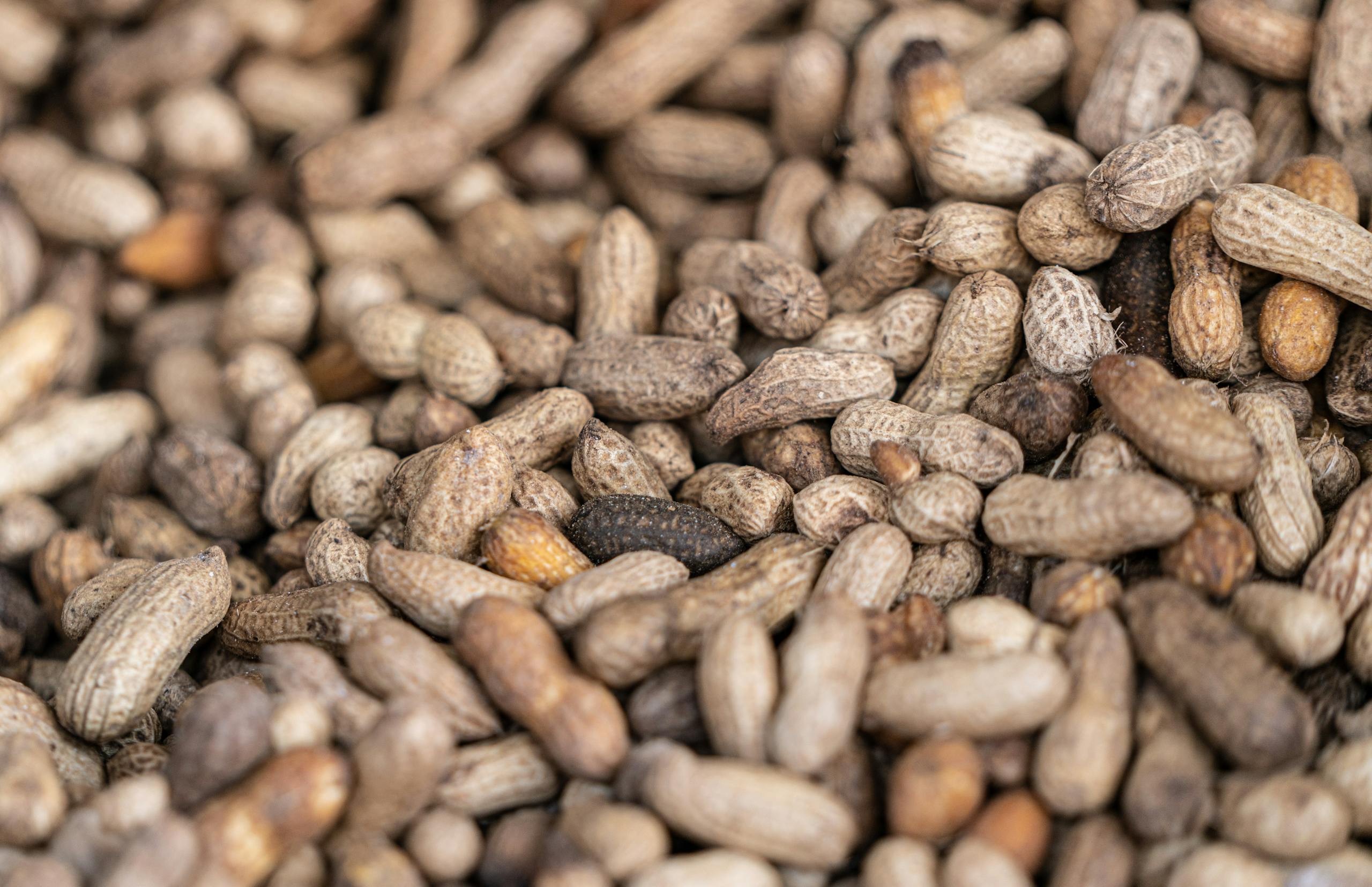 A detailed close-up of fresh organic peanuts in their natural shell, showcasing texture.
