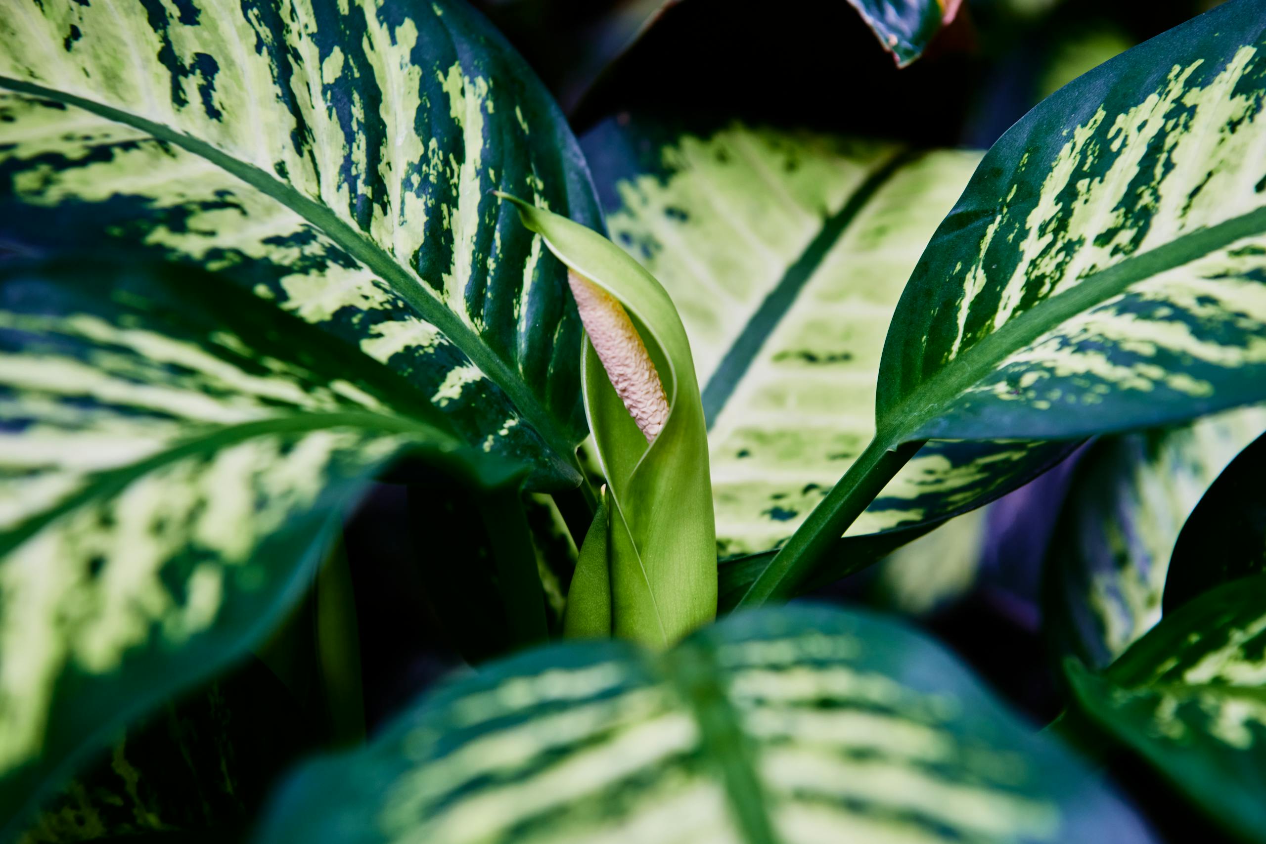 A detailed close-up of green dumb cane leaves showcasing beautiful patterns.