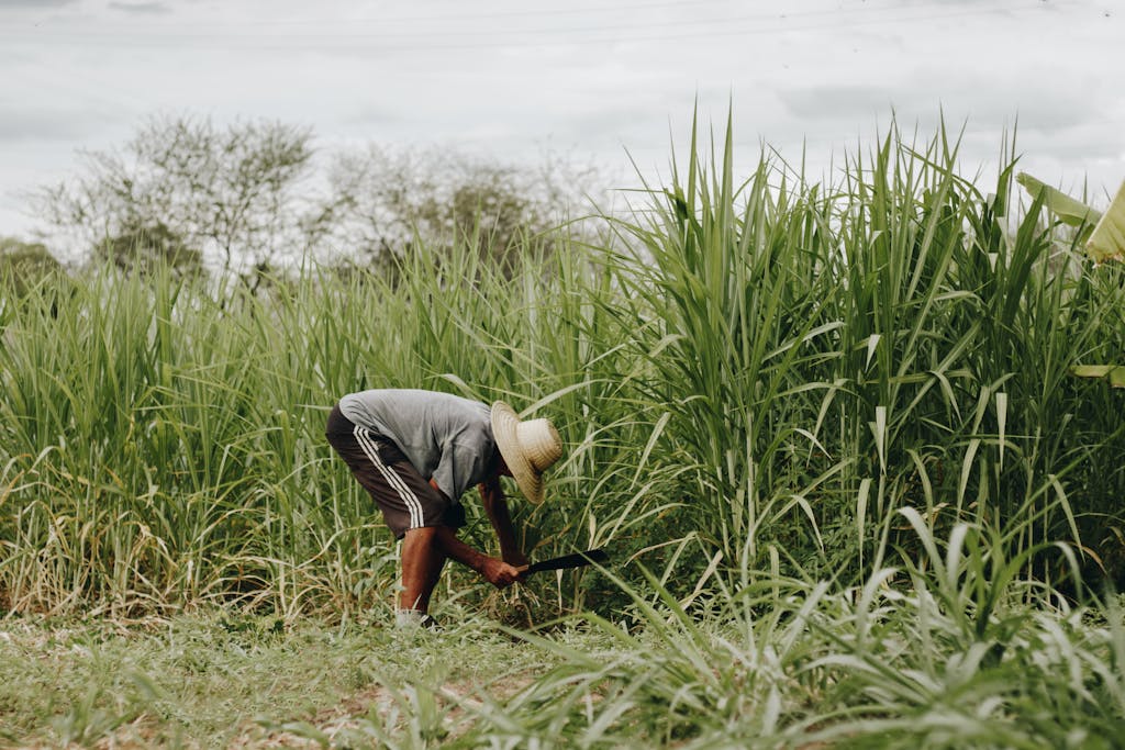 A farmer in a straw hat tends to tall green crops in Paulista, Brazil.