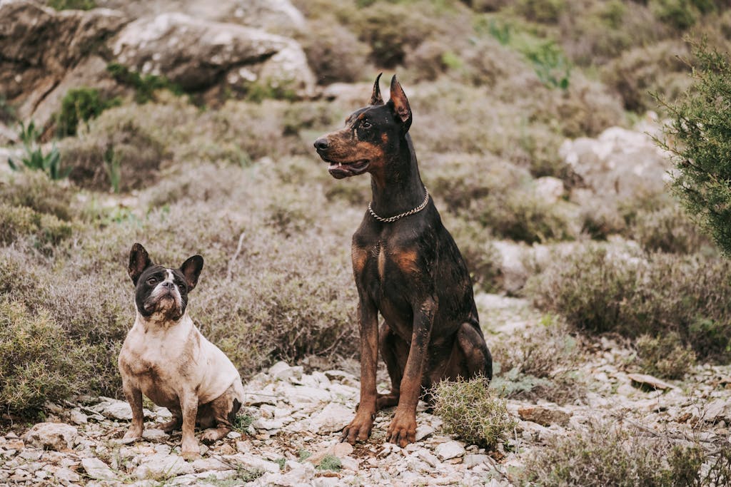 8 Animals That Killed Some of History’s Most Famous Figures 4 A French Bulldog and Doberman sitting amidst rocky terrain outdoors.