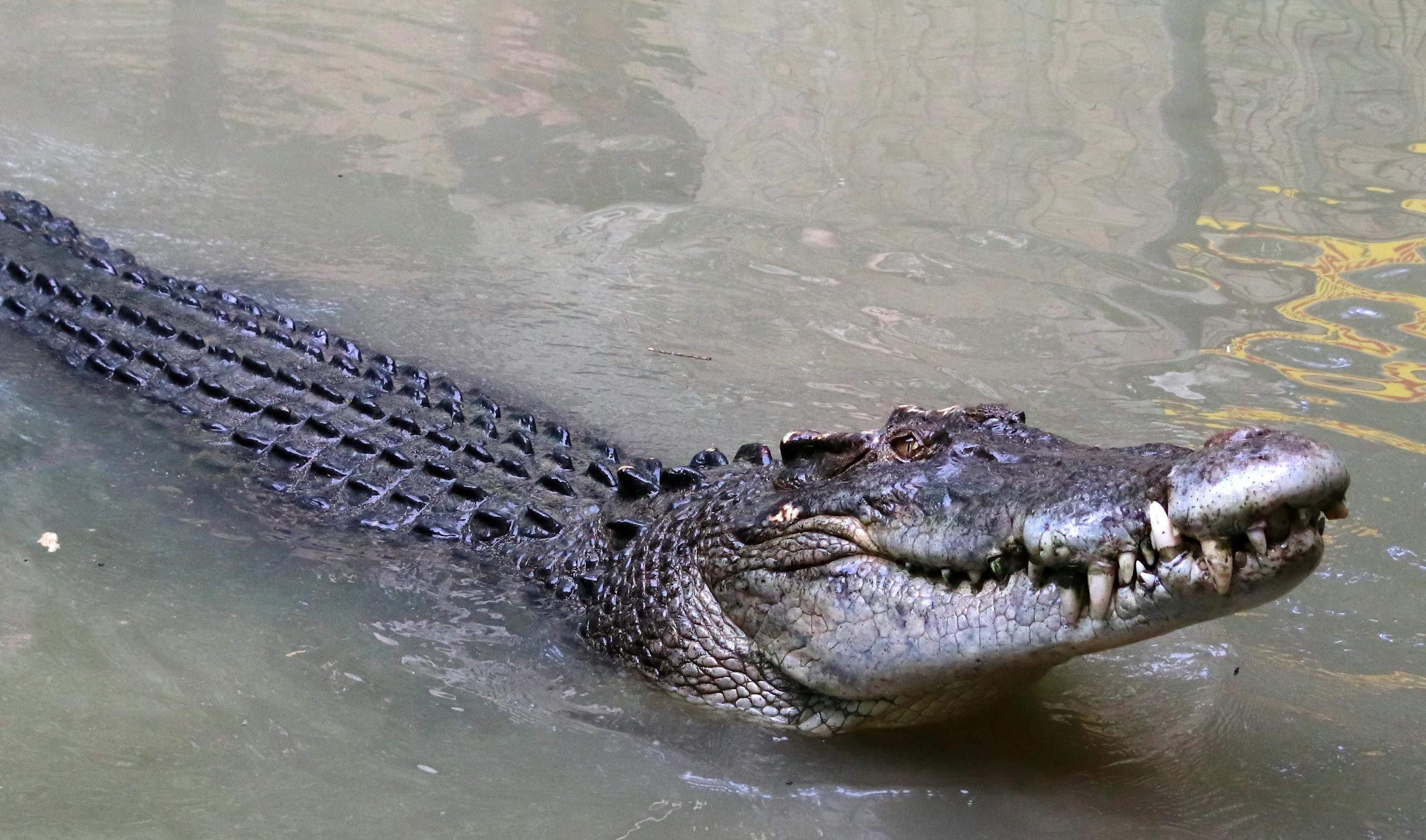 A large crocodile swimming in Wangetti, Queensland, showcasing its massive jaws and scaly back.