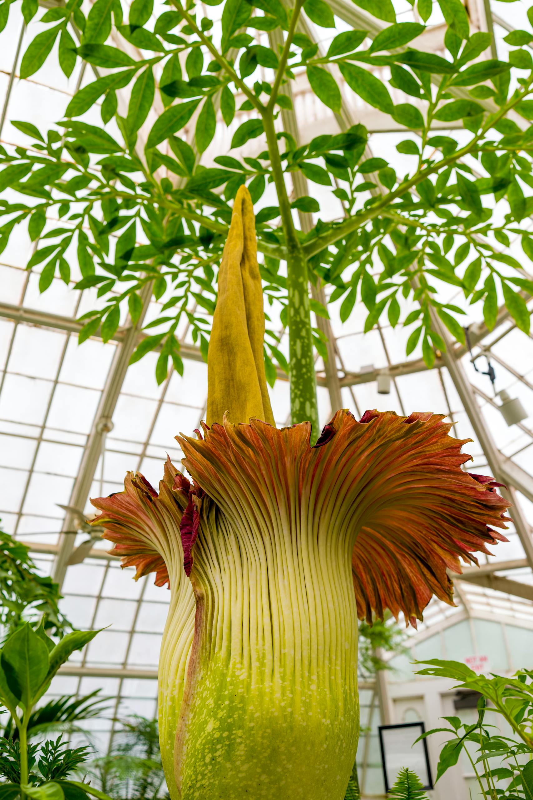 A magnificent corpse flower blooming in San Francisco's greenhouse, showcasing its unique structure.