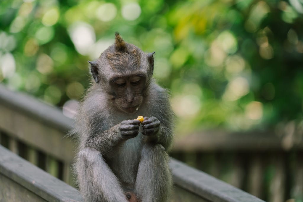 8 Animals That Killed Some of History’s Most Famous Figures 2 A monkey sits on a wooden railing, enjoying a piece of fruit in a lush, outdoor setting.