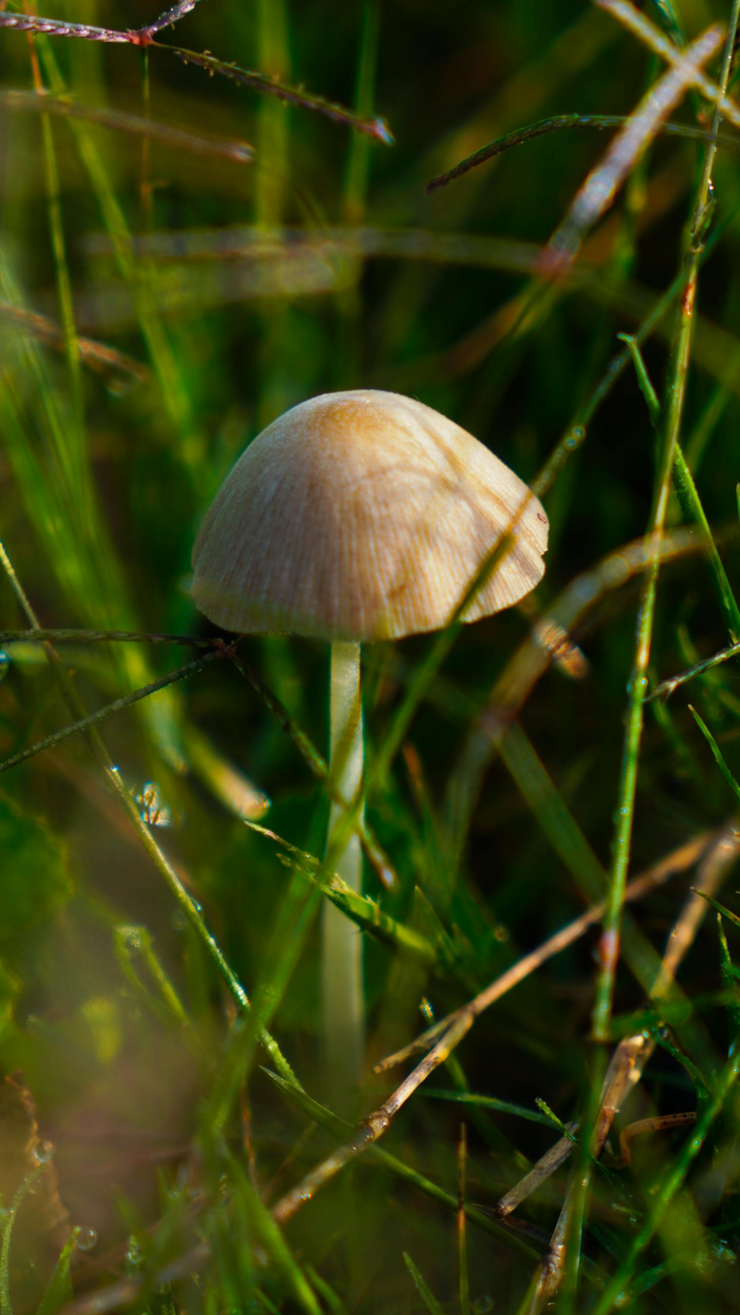 A mushroom growing amidst grass in a lush field, captured closely with vibrant detail.