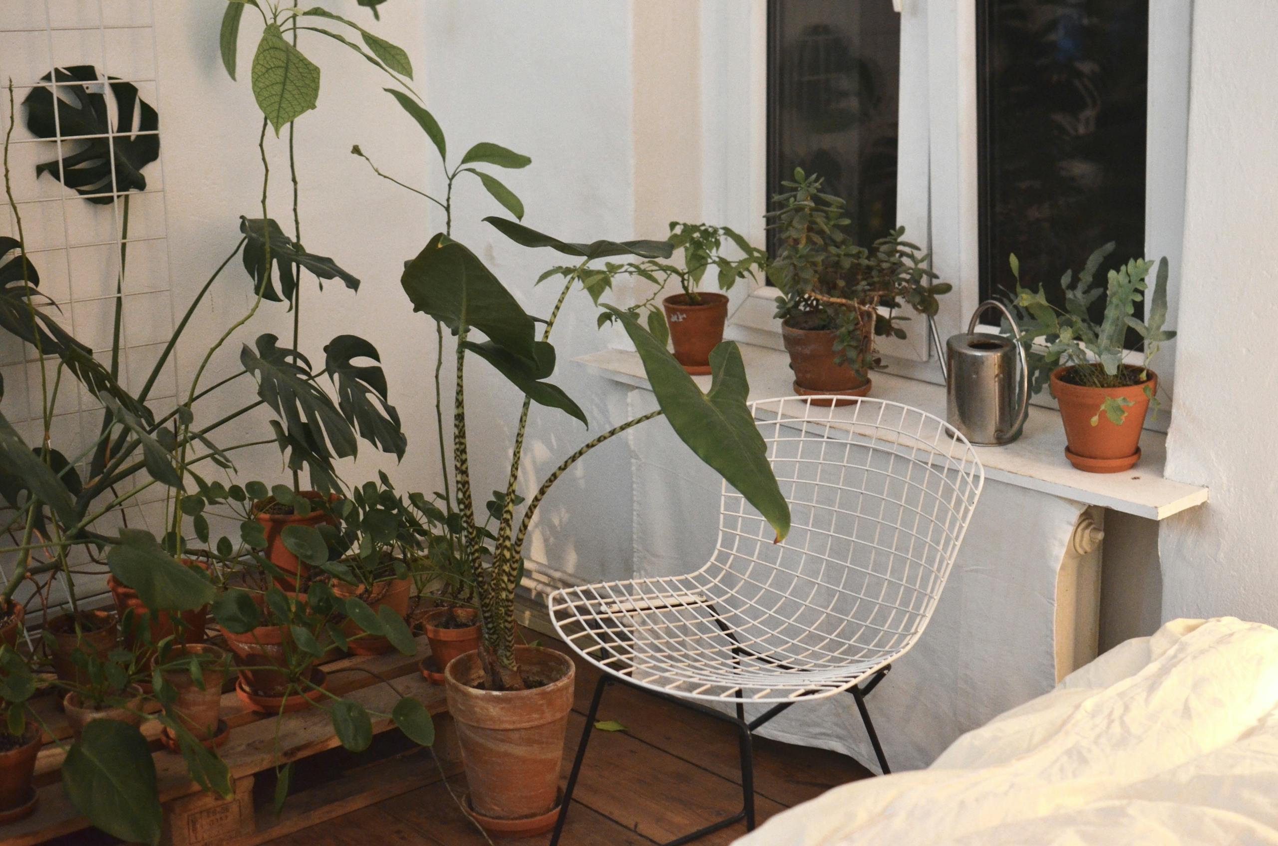 A serene indoor corner with potted plants, a metal chair, and ample natural light.