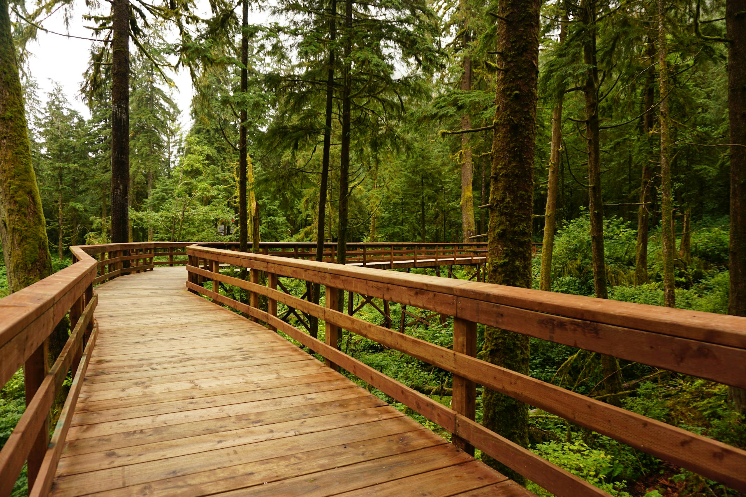 A serene wooden boardwalk curves through a lush, green forest offering tranquility.