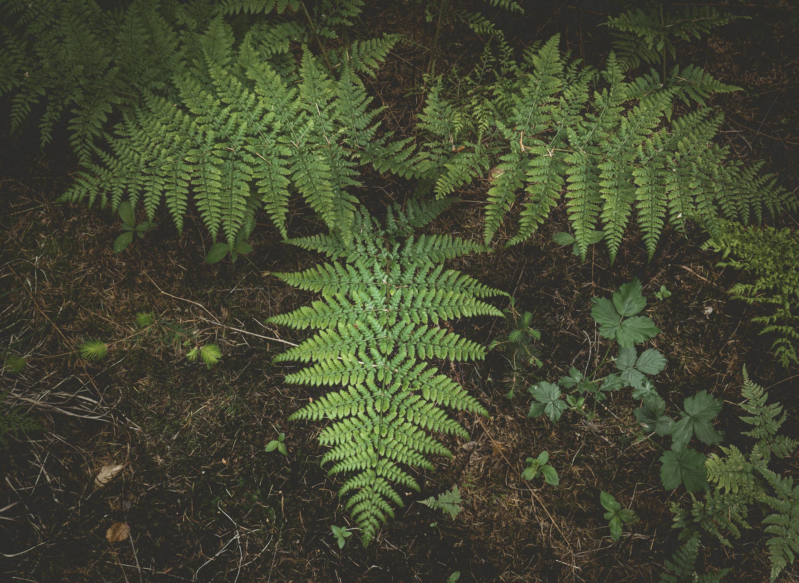 A top-down view of vibrant green ferns growing in dense forest underbrush.