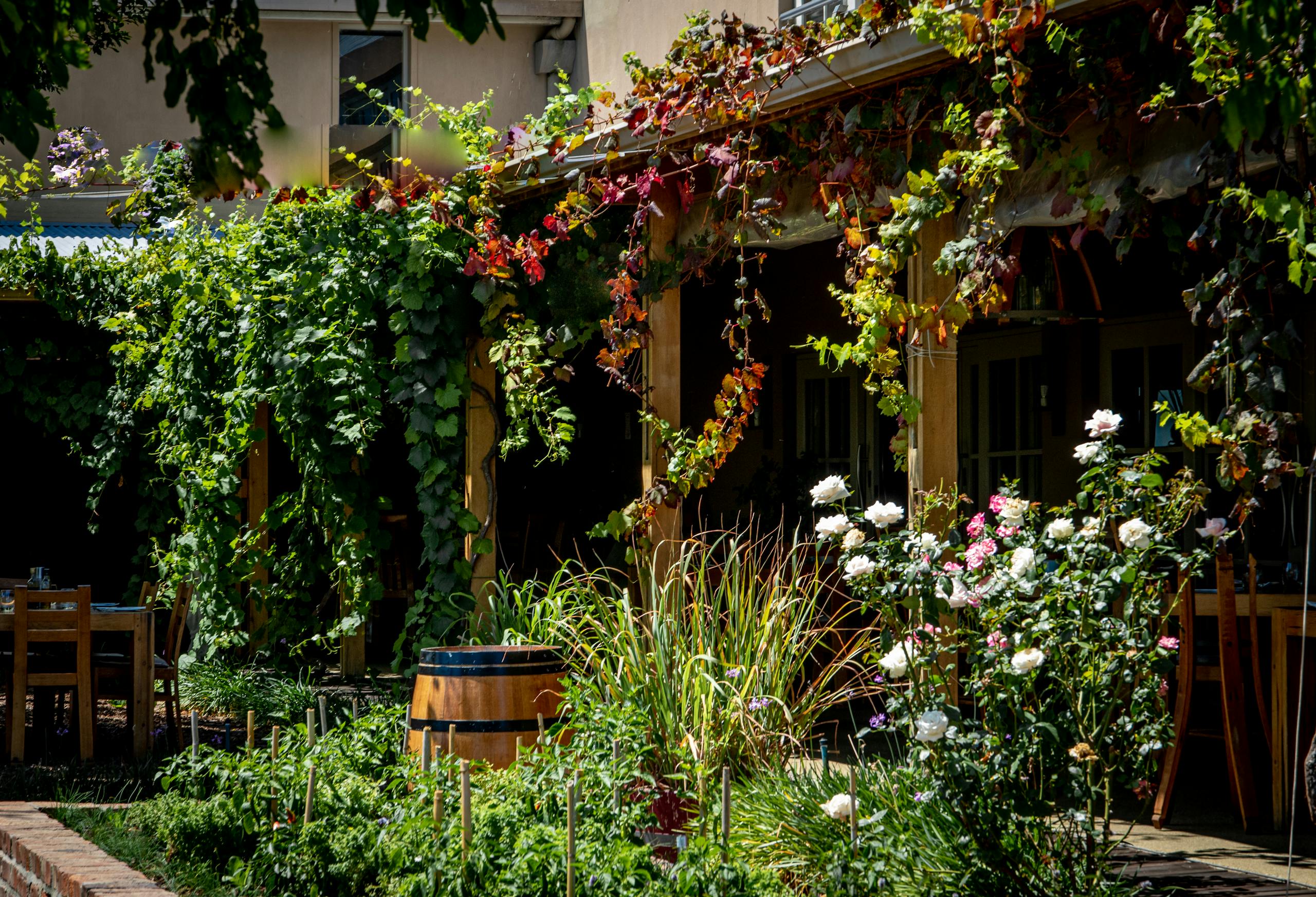 A vibrant garden terrace at a Cape Town restaurant draped in lush vines and blooming flowers.