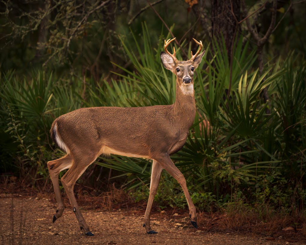 8 Animals That Killed Some of History’s Most Famous Figures 1 A white-tailed deer standing in a vibrant forest, showcasing its natural habitat.