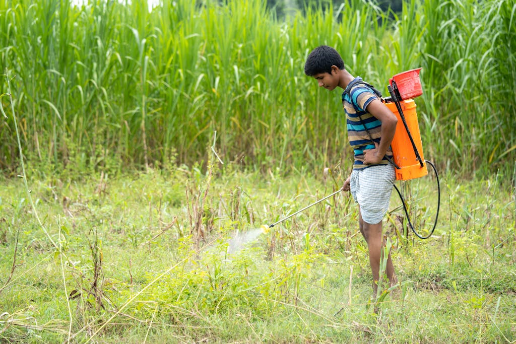 A young farmer in Bangladesh applying pesticides to crops in a lush green field.