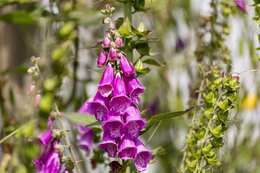 foxglove