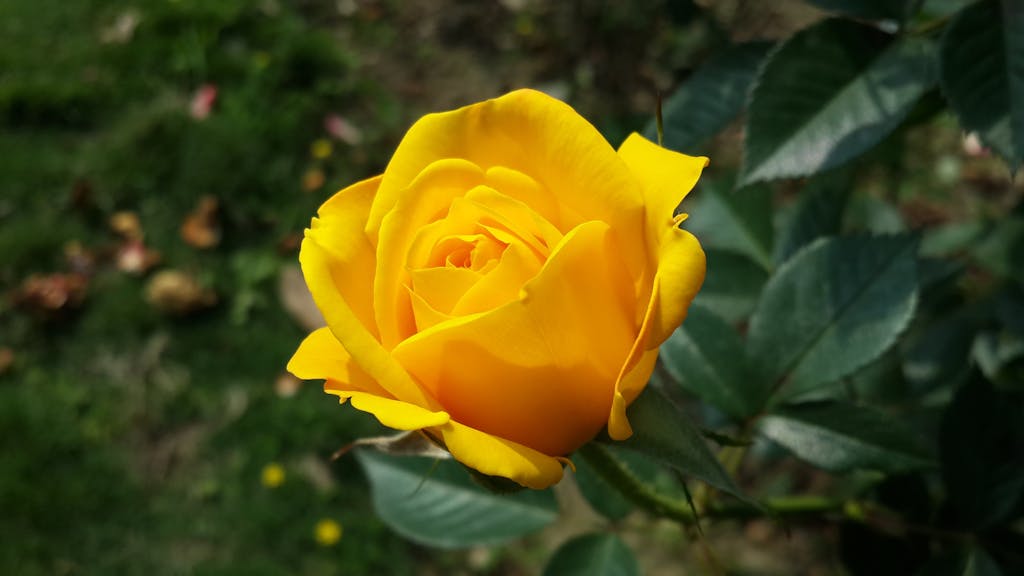 Beautiful close-up of a vibrant yellow rose with lush green leaves, highlighting nature's elegance.