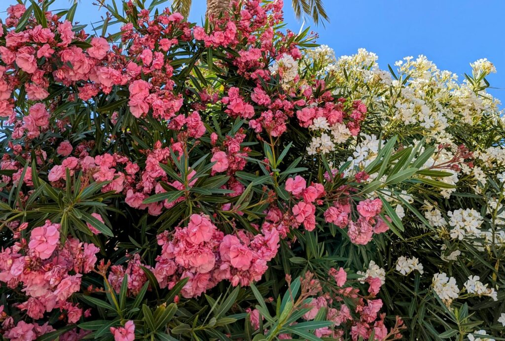 12 Hidden Plants Slowly Poisoning Your Cats and Dogs Right Now 3 Beautiful pink and white oleander flowers beneath a tall palm tree with a clear blue sky background.