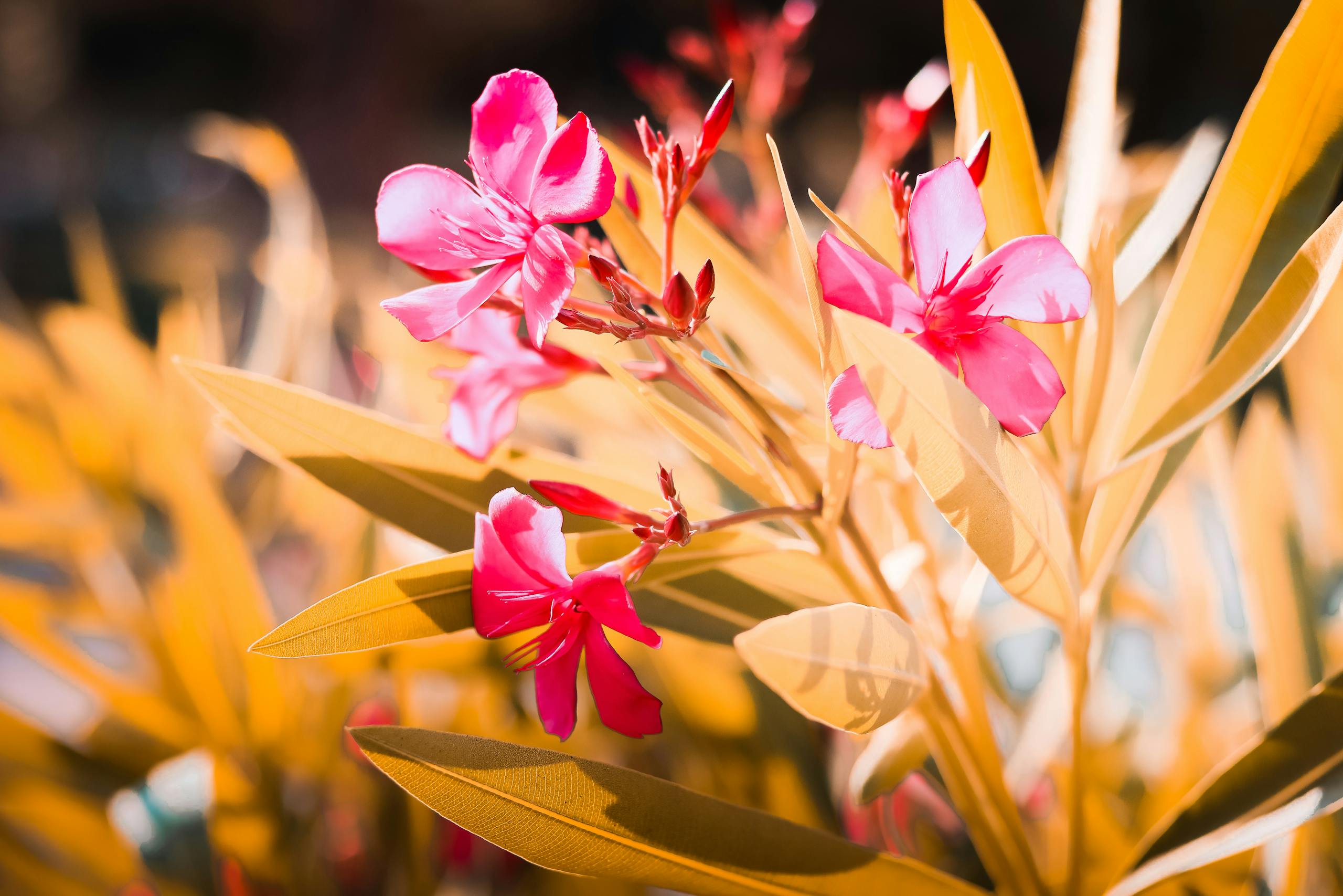 Bright pink oleander flowers with lush green leaves in Şehitkamil, Gaziantep, Turkey.