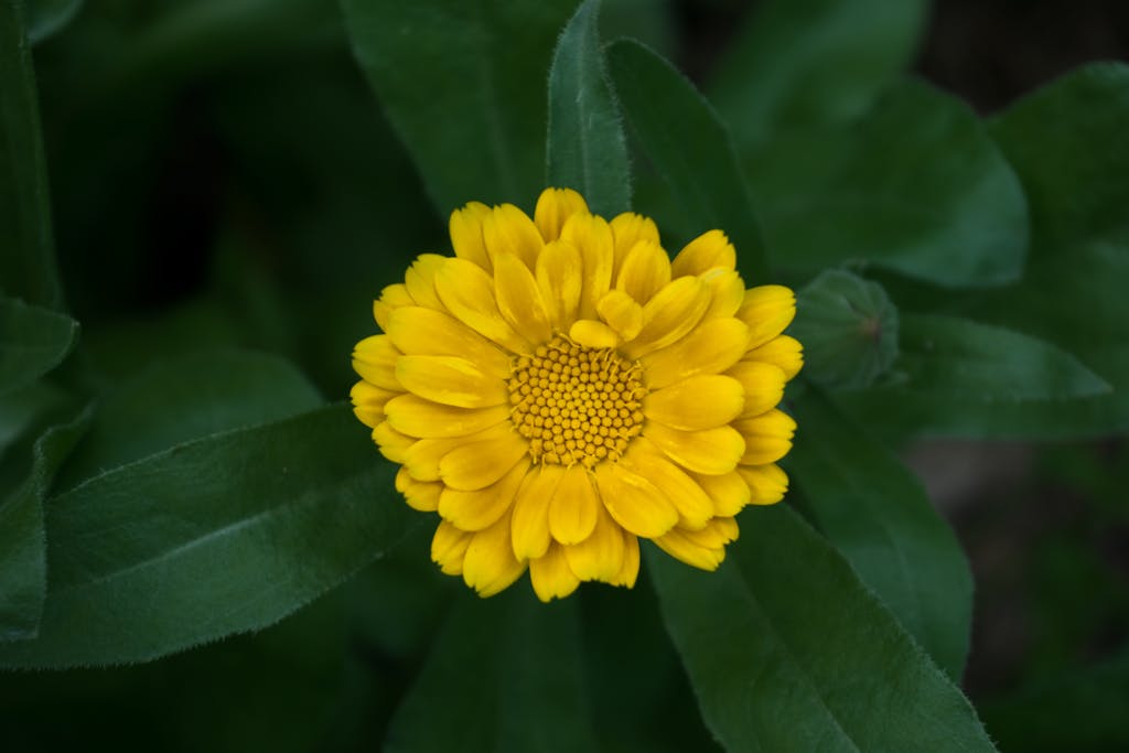 Bright yellow calendula flower with lush green leaves in close-up view.