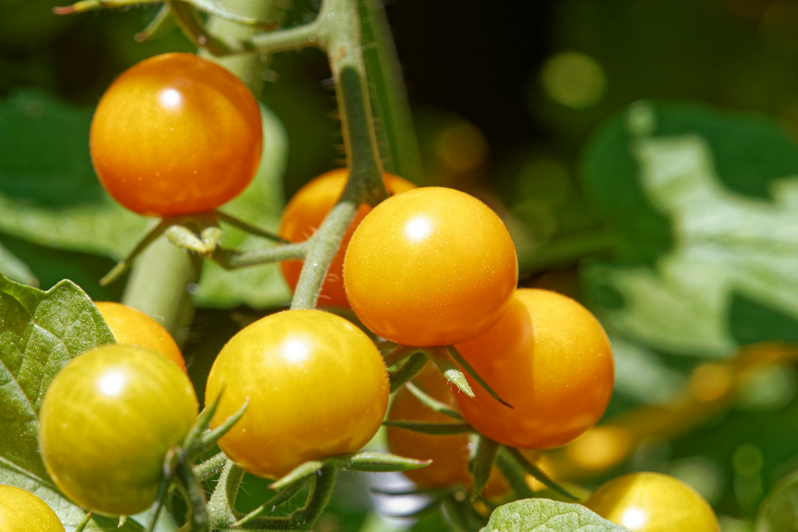 Bright yellow sungold tomatoes ripening on a vine in direct sunlight, highlighting freshness.