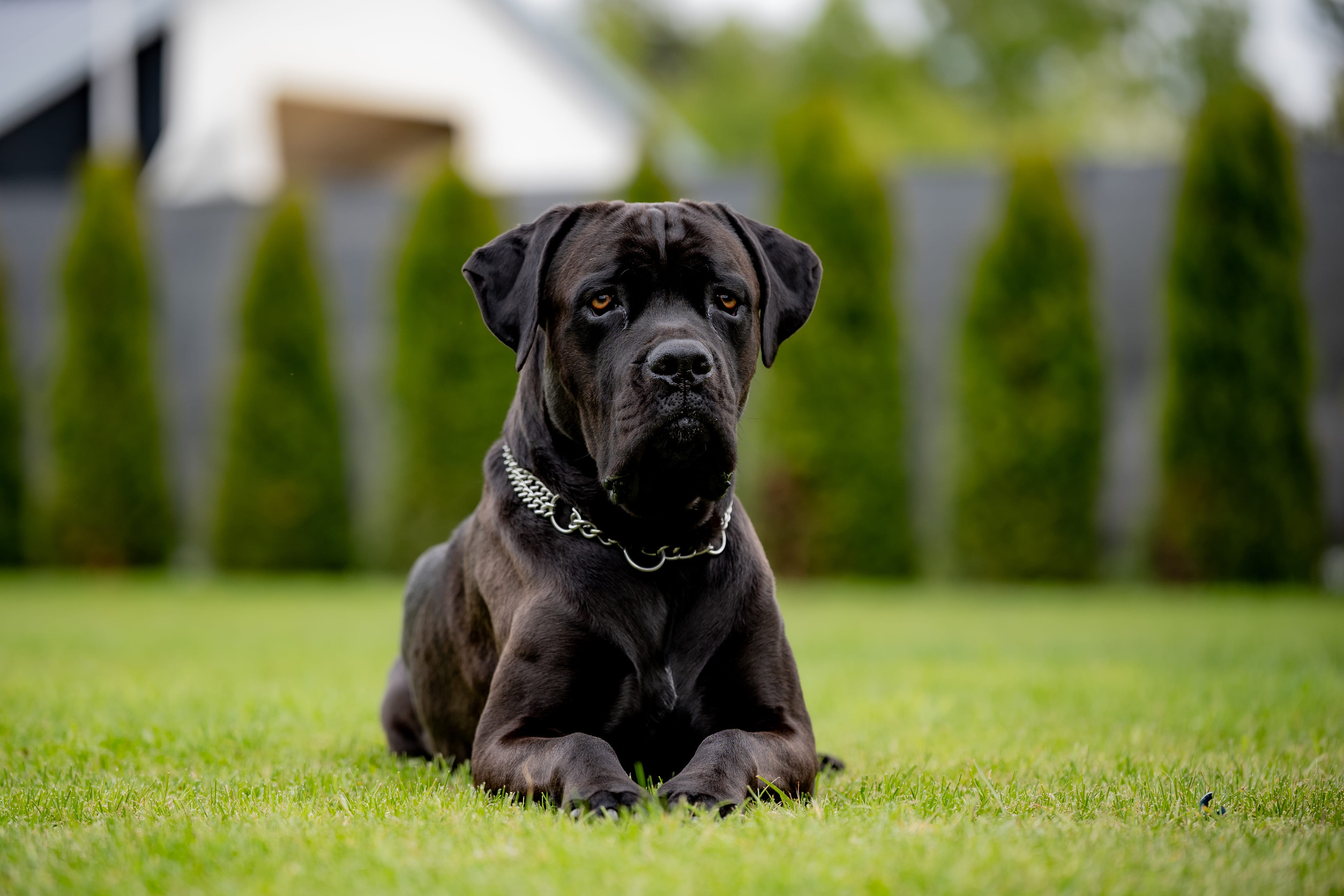 10 Best Guard Dog Breeds That Will Keep Your Home Safe
