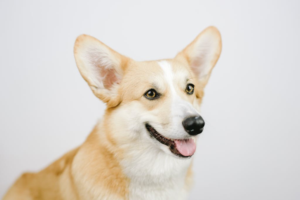 Charming portrait of a happy Corgi dog in a studio setting.