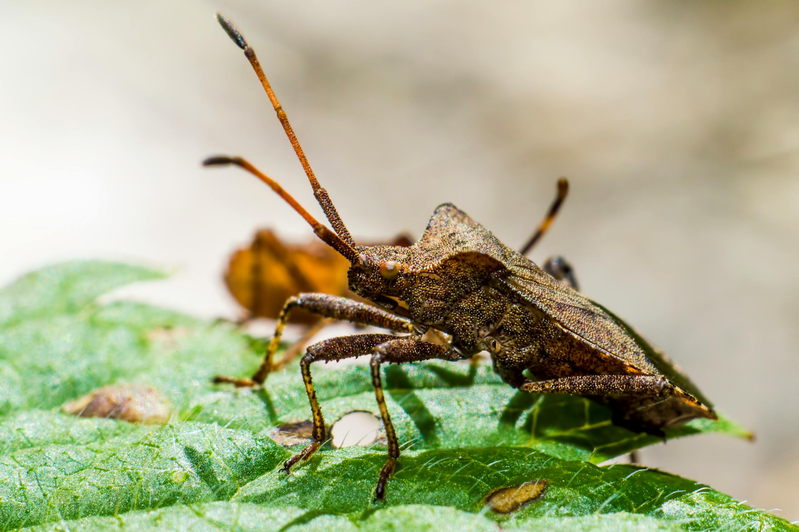 Close-up image of a Coreus marginatus dock bug on a leaf, showcasing its detail.