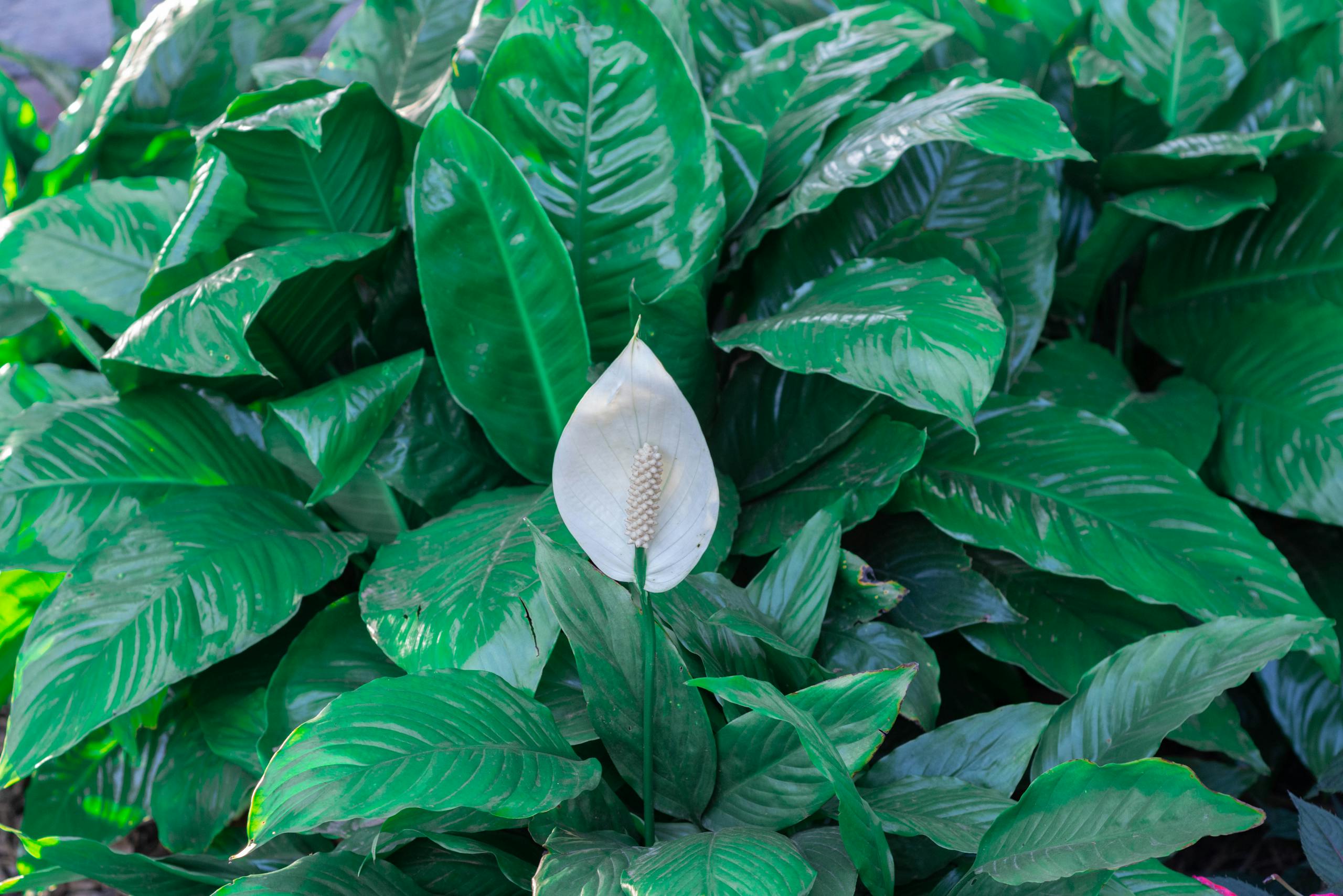 Close-up of a peace lily (Spathiphyllum) with lush green leaves and a singular white flower.