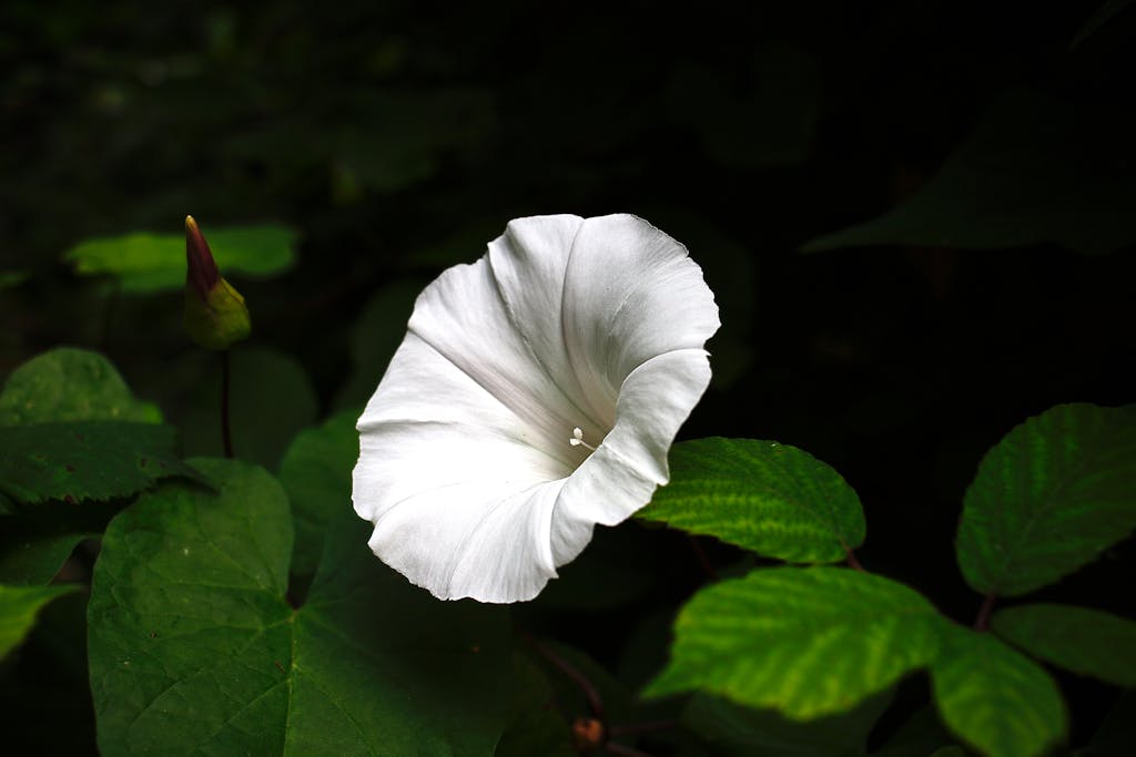Plant Any of These 10 Plants and Your Garden is Doomed 3 Close-up of a white hedge bindweed bloom against lush green leaves in Lombardia, Italy.