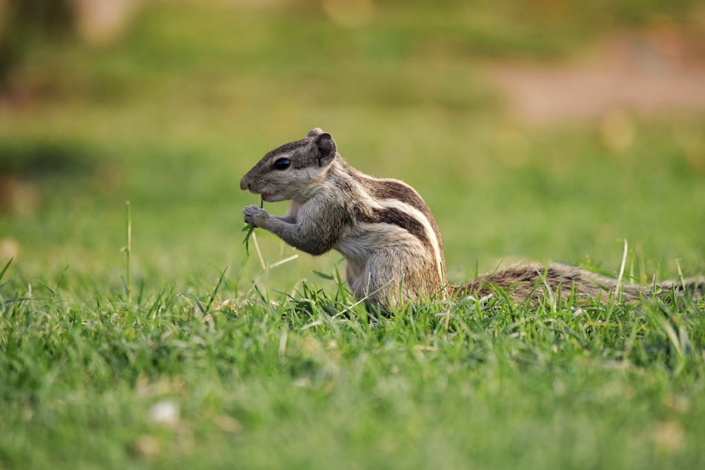 Close-up of an Indian palm squirrel eating grass on a sunny day.