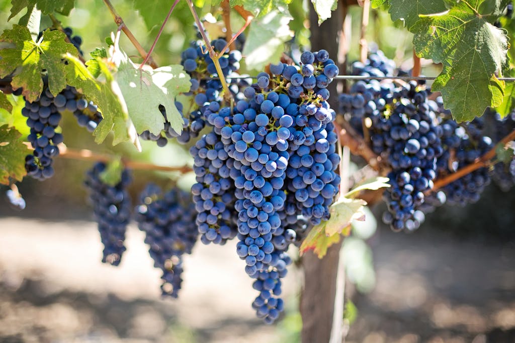 Close-up of fresh purple grapes in a sunlit vineyard, perfect for wine-making.