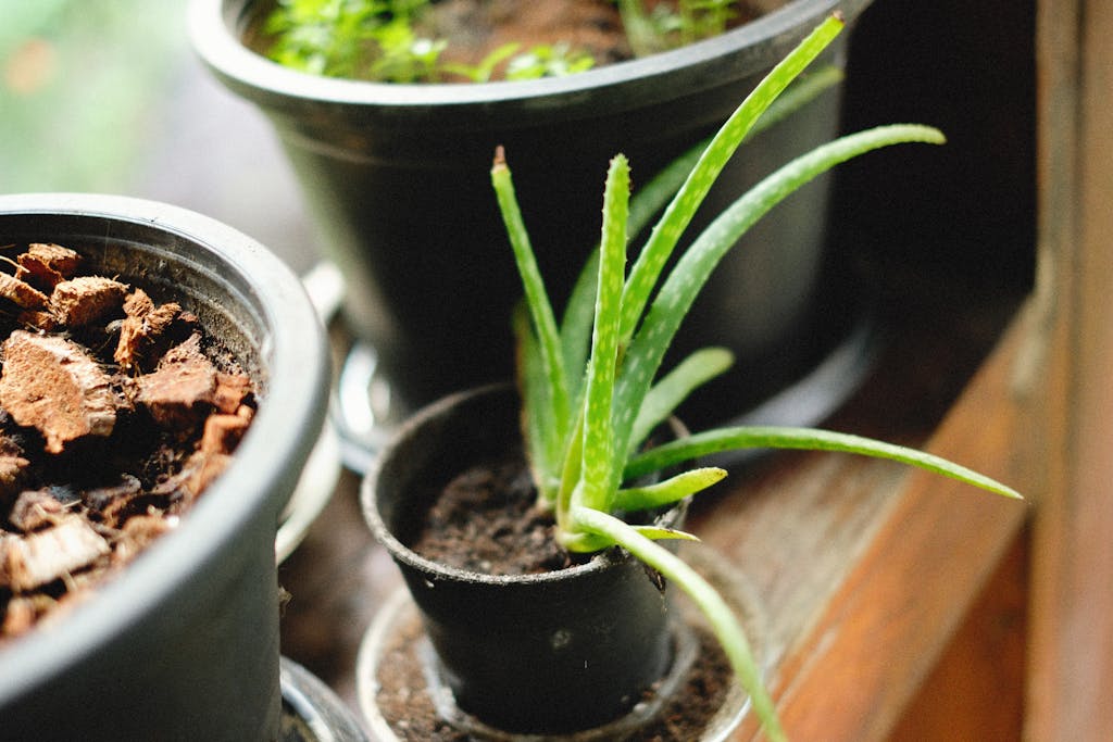 12 Hidden Plants Slowly Poisoning Your Cats and Dogs Right Now 1 Close-up of potted aloe vera plant on a wooden surface with natural light.