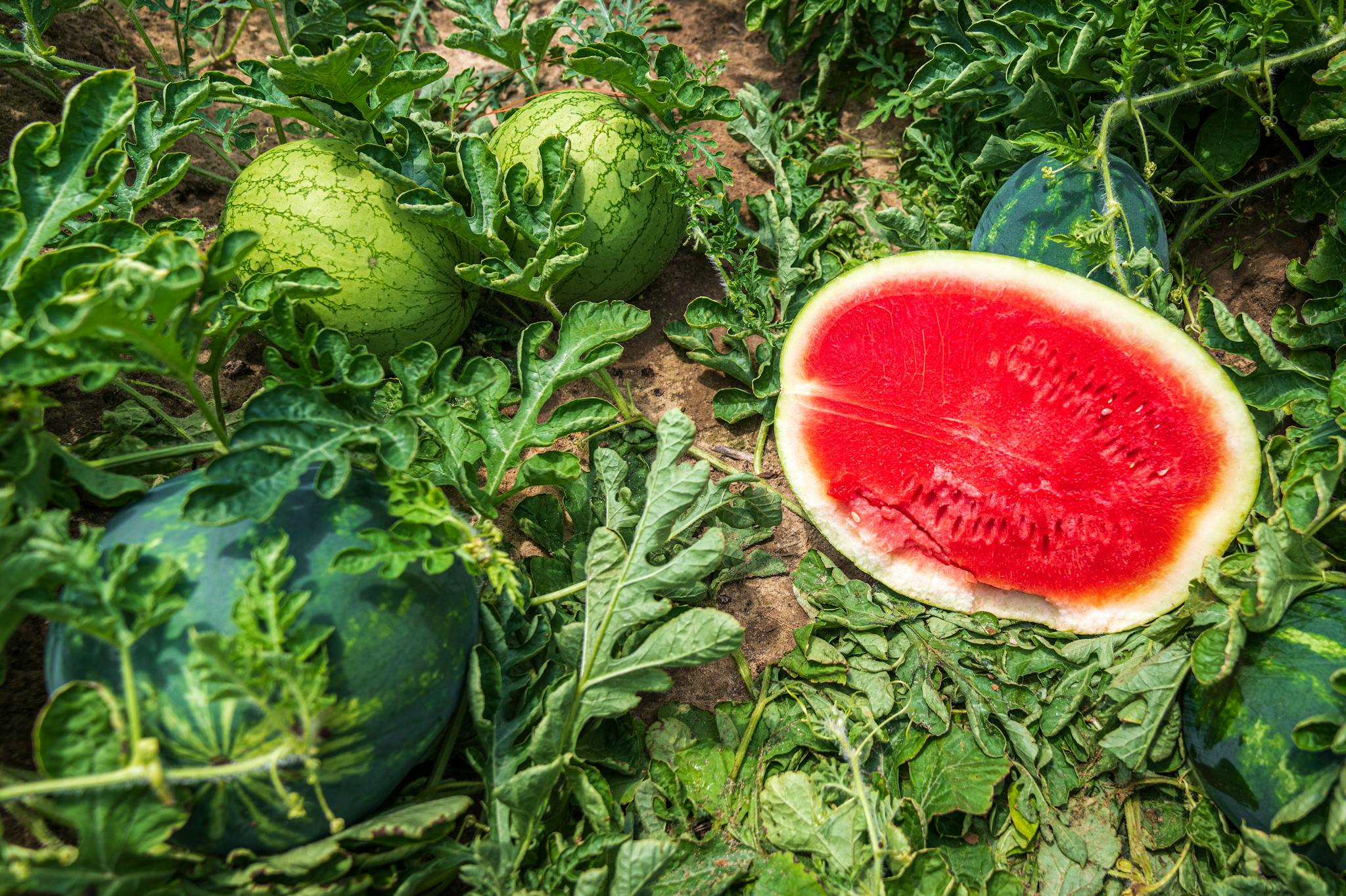9 Fascinating Fruit Facts That Will Leave You Awestruck - Hydro Garden Geek