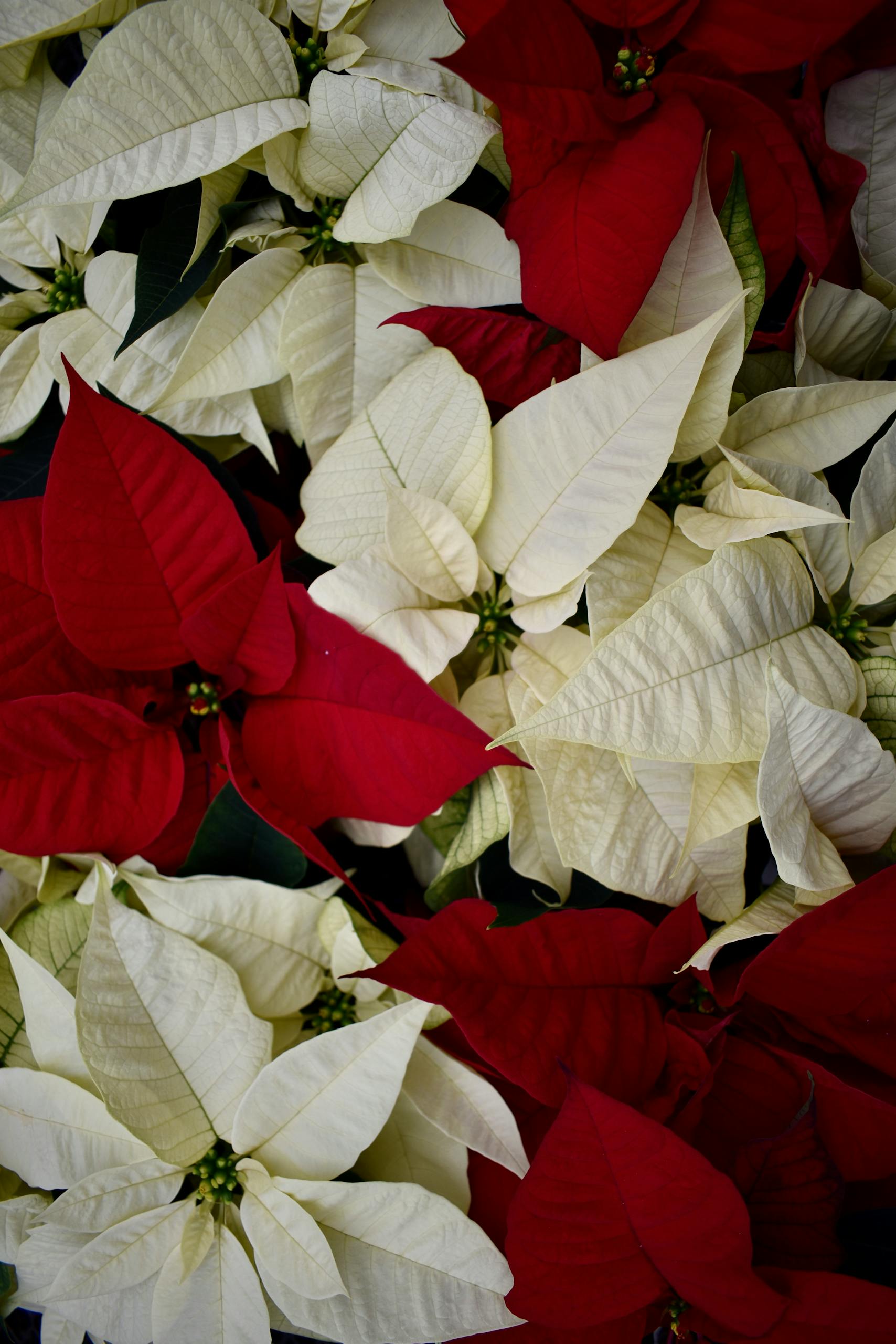 Close-up of vibrant red and white poinsettias showcasing their beauty in a garden setting.