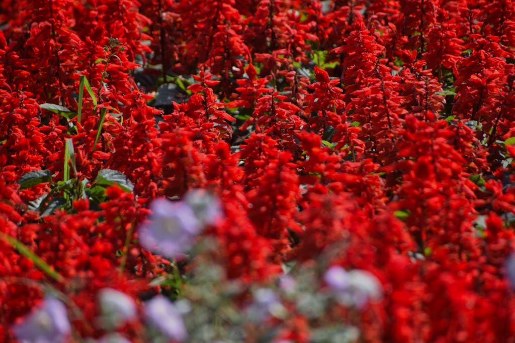 Close-up of vibrant red Salvia flowers, capturing the beauty of nature in full bloom.