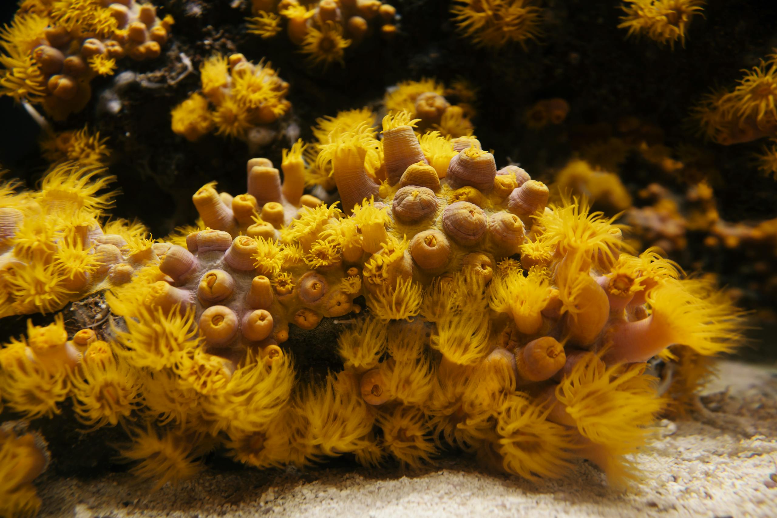 Close-up of vibrant yellow coral showcasing marine biodiversity and reef beauty.
