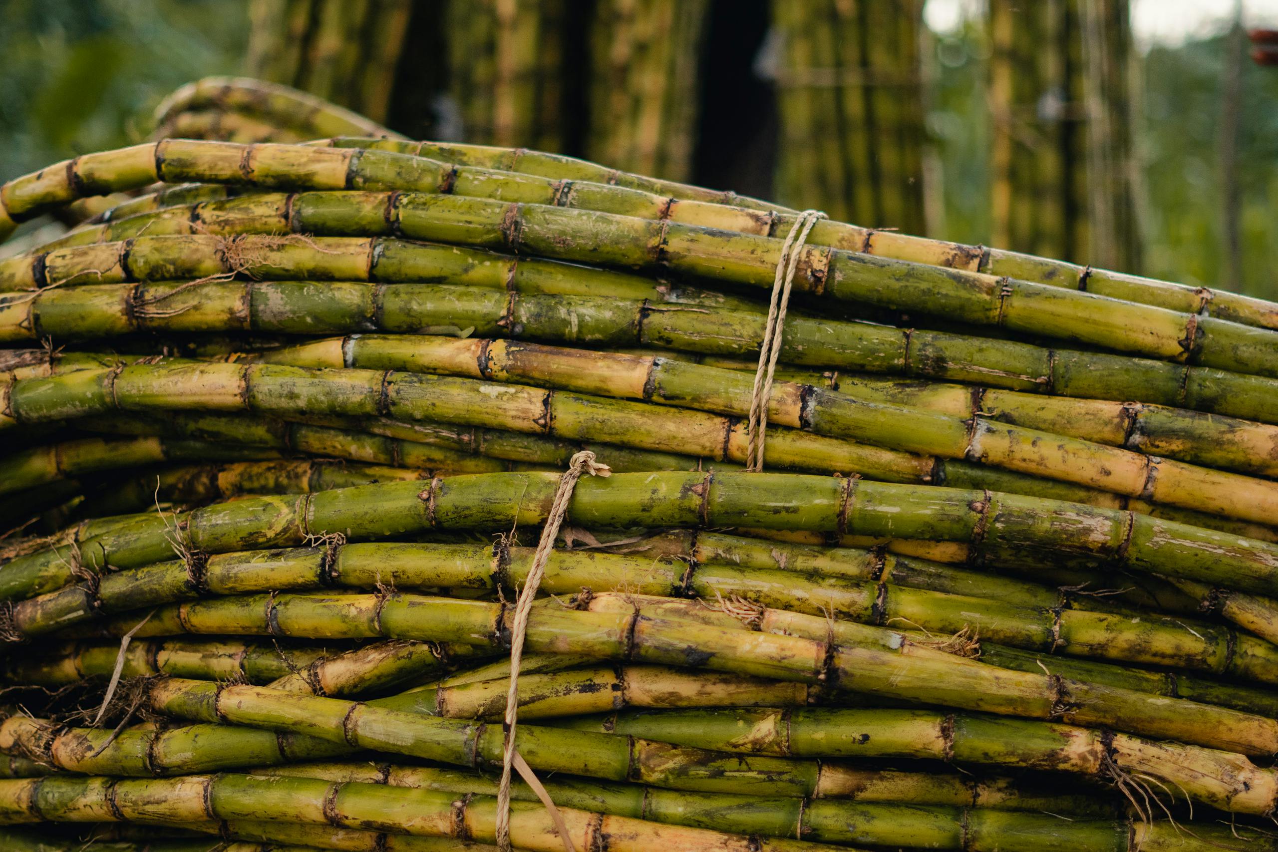 Close-up view of bundled green sugar cane stalks outdoors, ready for processing.