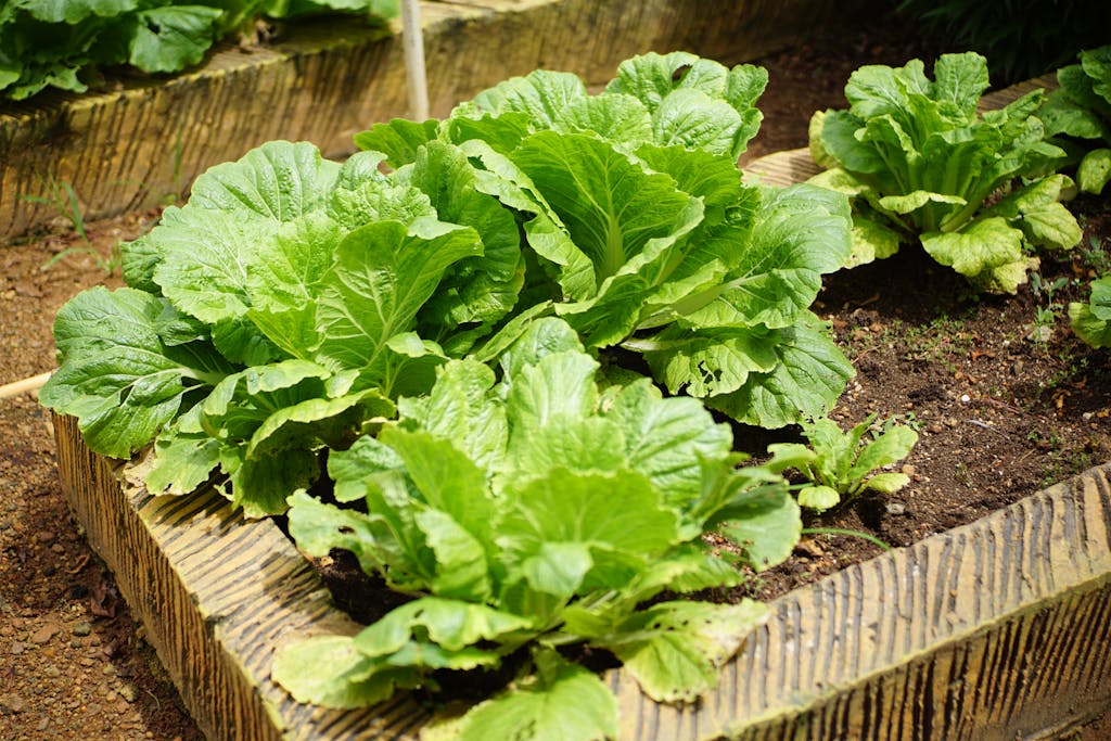 Close-up view of lush green cabbage growing in an outdoor garden bed, showcasing vibrant foliage.