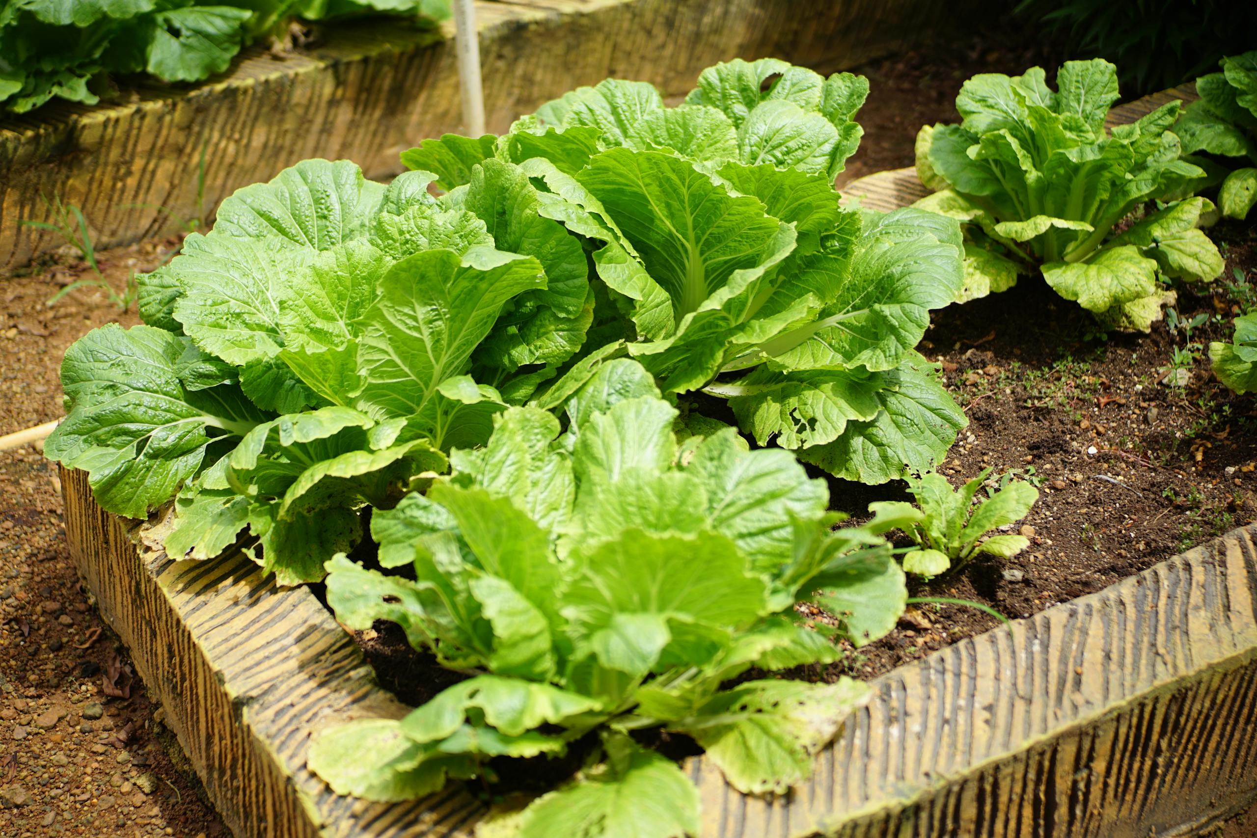 Close-up view of lush green cabbage growing in an outdoor garden bed, showcasing vibrant foliage.