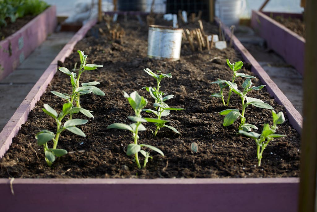 Close-up view of young plants thriving in a raised garden bed outdoors.