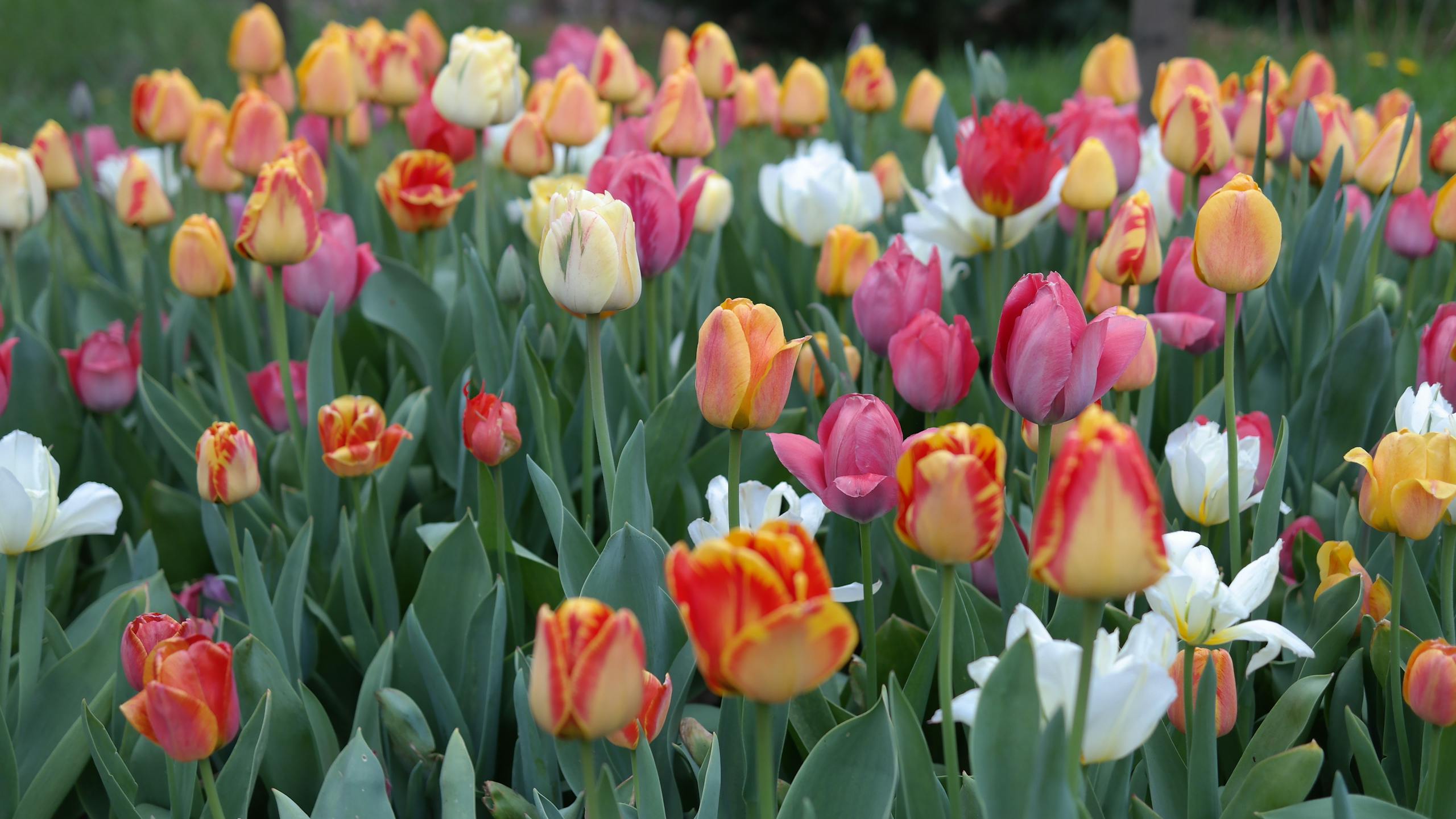 Colorful field of tulips in full bloom, displaying a vibrant array of red, yellow, pink, and white hues.