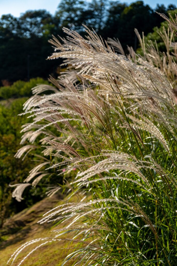 silver grass