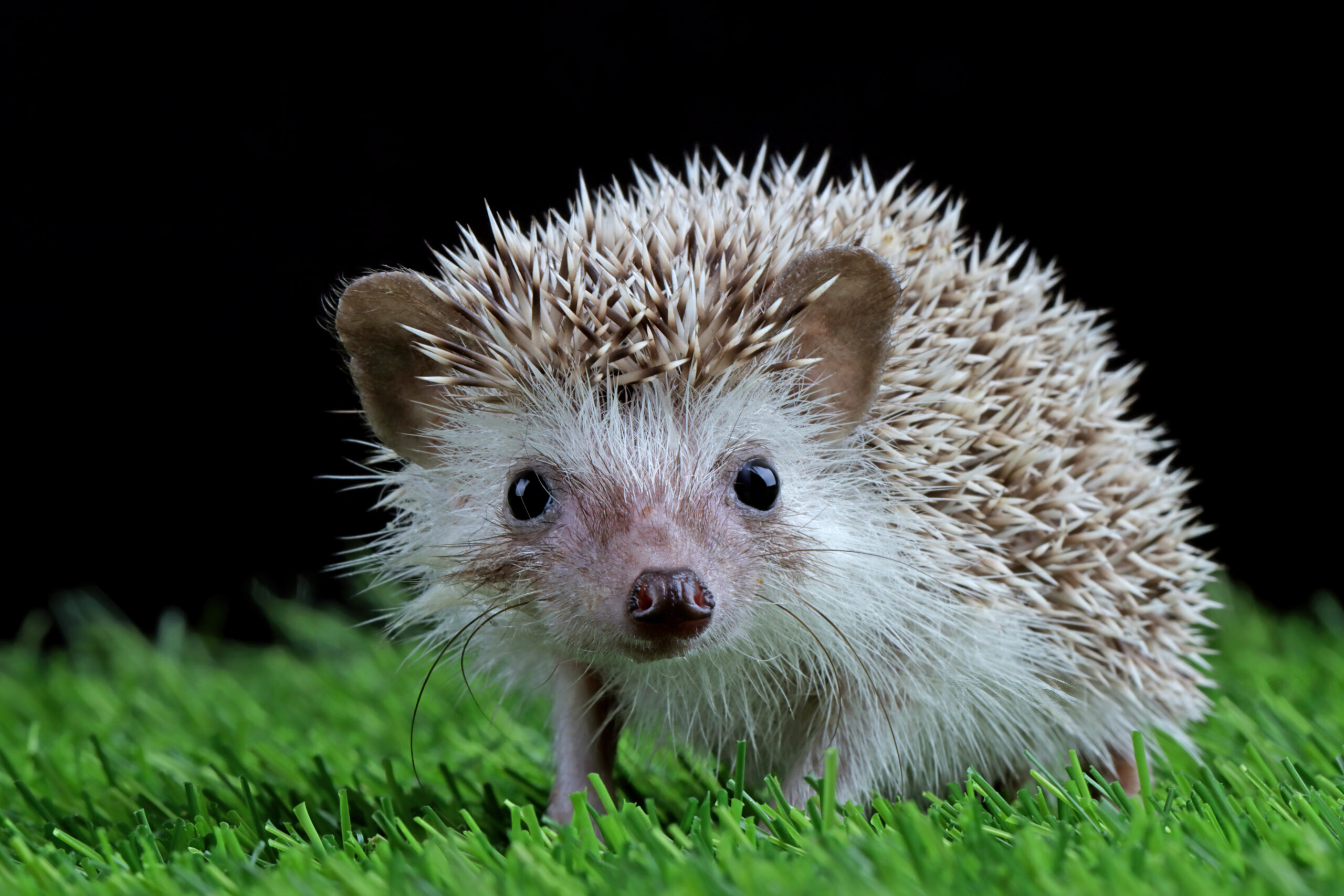 Banned Pets Across the Globe and The Shocking Reason Why