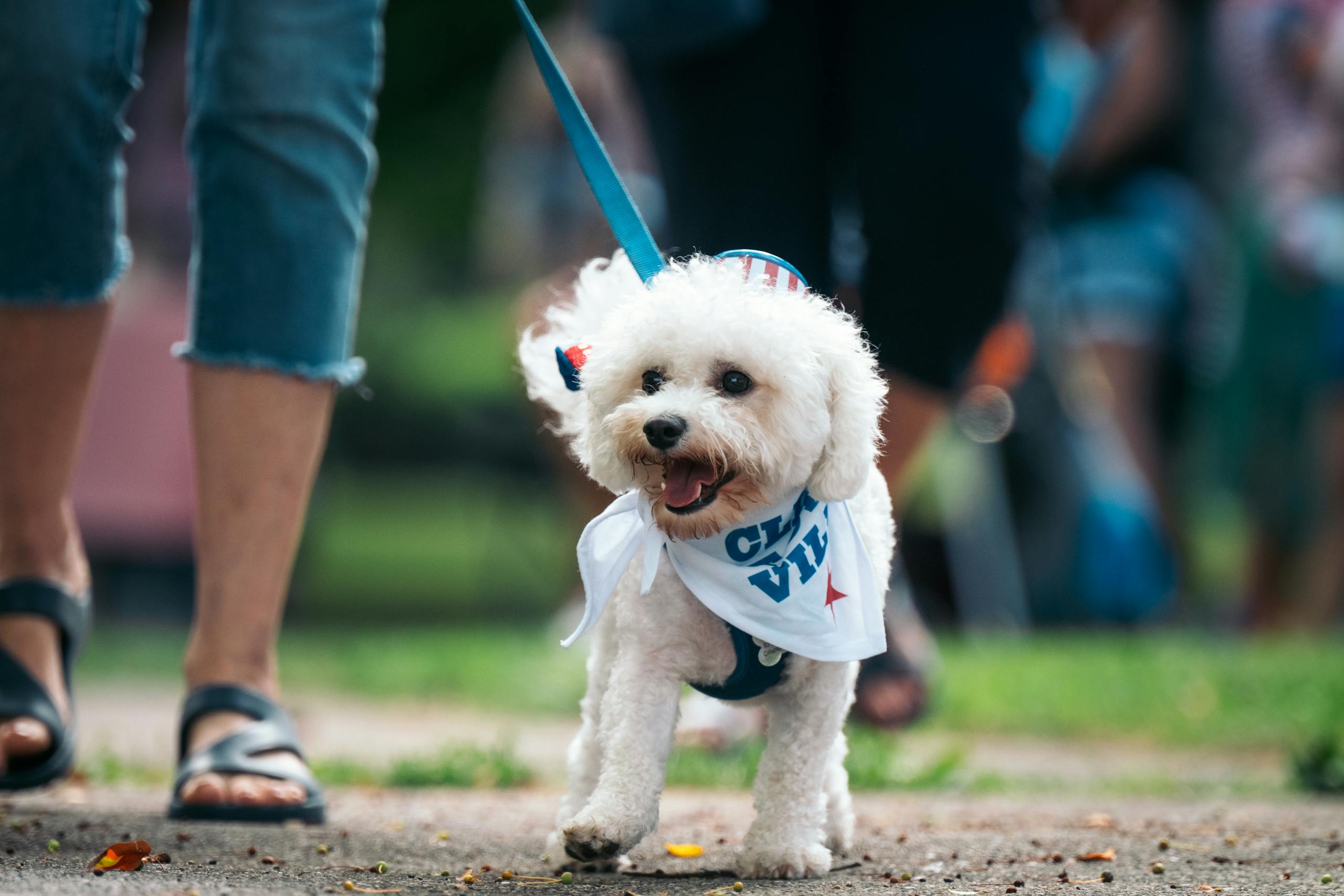 Cute white dog on a leash, wearing a bandana, walking outdoors with people around.