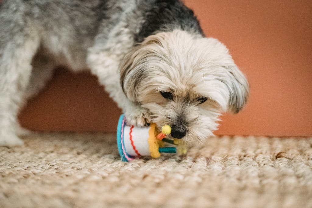 Cute Yorkshire terrier puppy playing with a colorful toy inside a home.