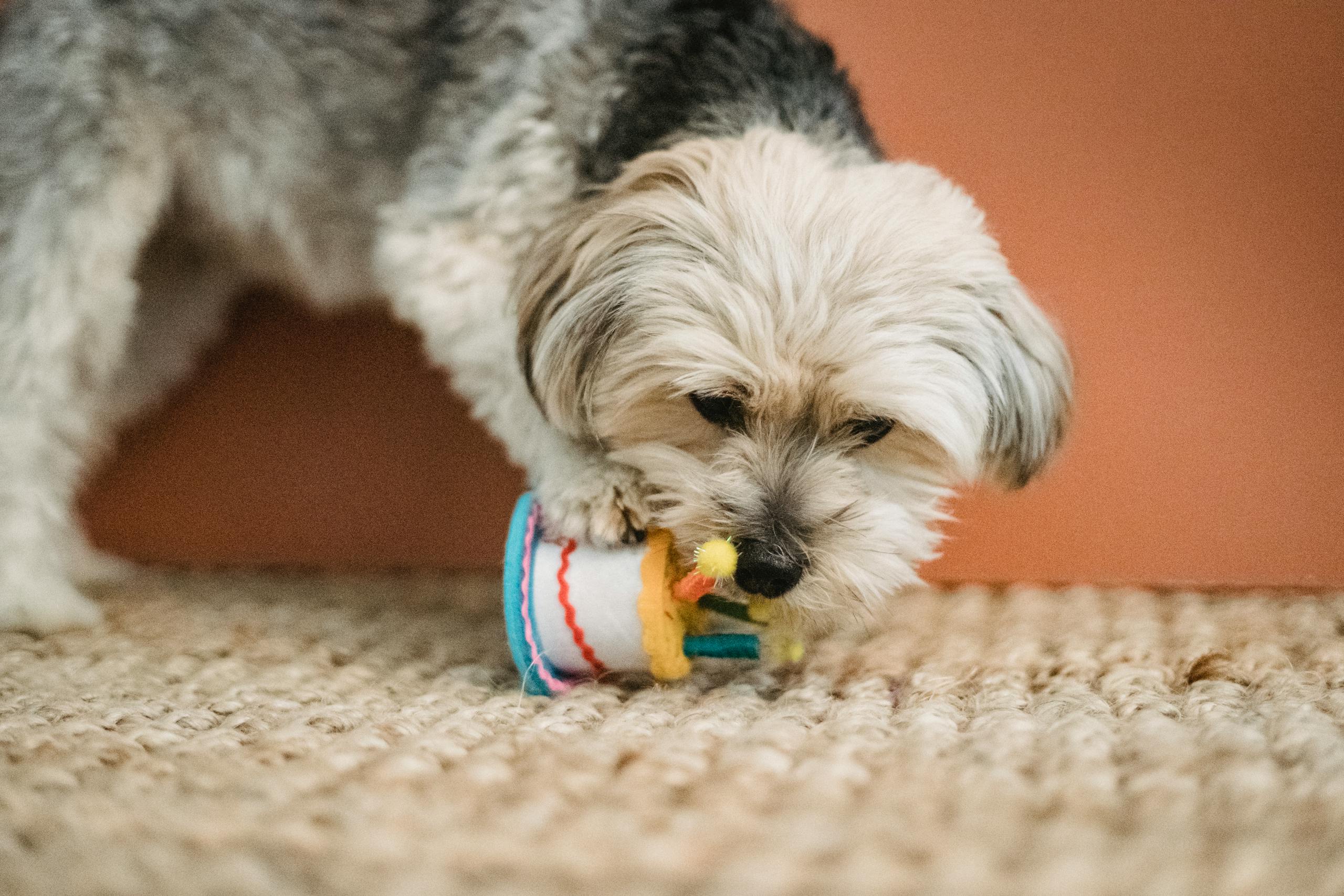 Cute Yorkshire terrier puppy playing with a colorful toy inside a home.