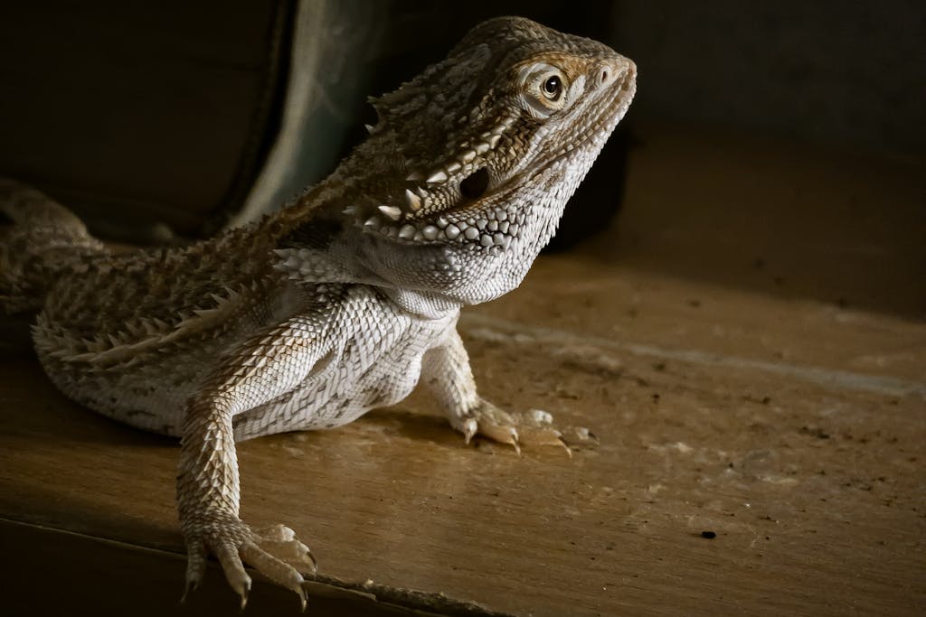 Detailed close-up of a bearded dragon lizard indoors with natural lighting.