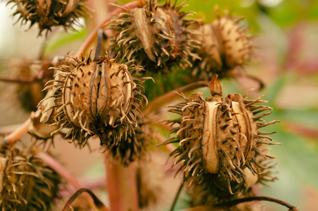 12 Hidden Plants Slowly Poisoning Your Cats and Dogs Right Now 4 Detailed close-up of spiky dry castor bean pods with sharp focus highlighting textures.