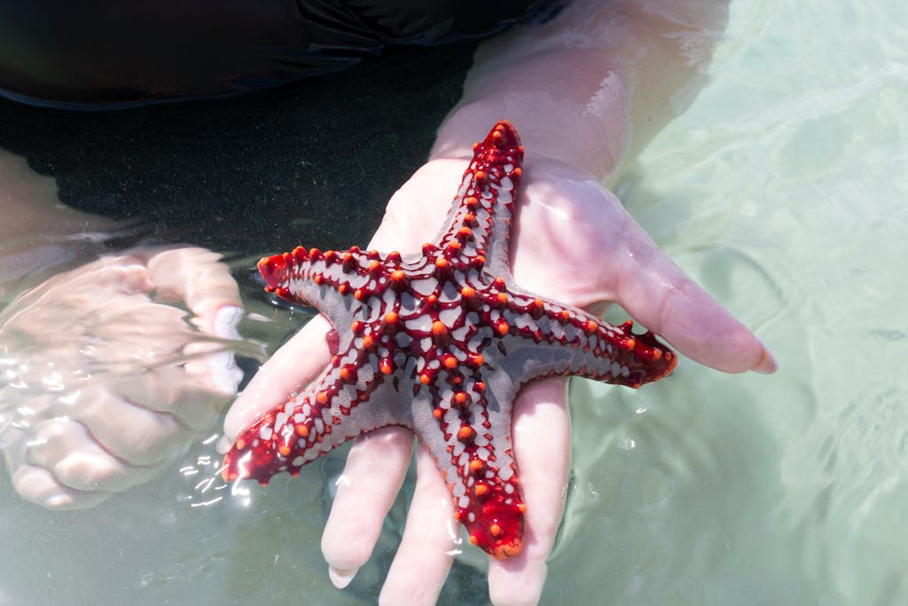 Detailed image of a vibrant starfish held in a person's hand submerged in clear water.