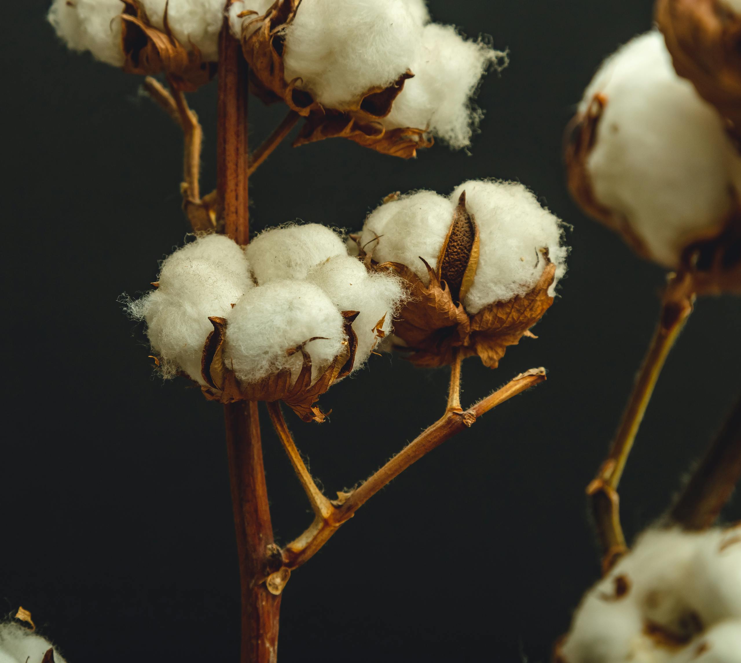 Detailed view of cotton bolls on a branch against a dark background.