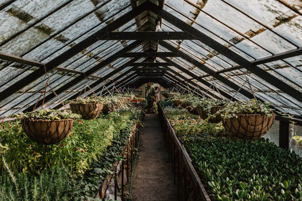Explore a lush greenhouse filled with diverse plants and hanging baskets, creating a thriving indoor garden.