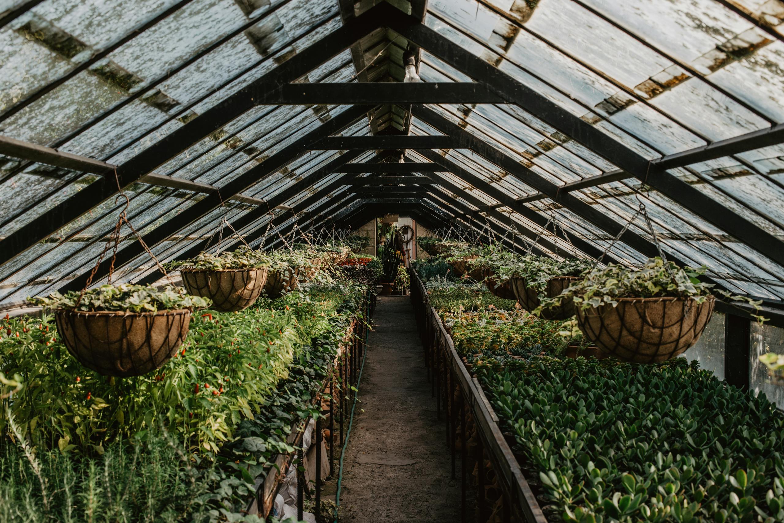 Explore a lush greenhouse filled with diverse plants and hanging baskets, creating a thriving indoor garden.